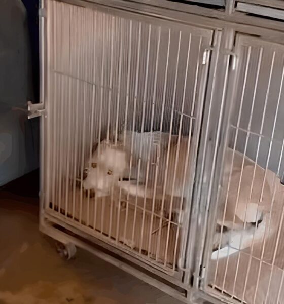 O Grito Silencioso dos Animais: Denúncias de Precariedade no DPBEA Expostas e Promessas de Mudança 2 O Grito Silencioso dos Animais Den ncias de Precariedade no DPBEA Expostas e Promessas de Mudan a