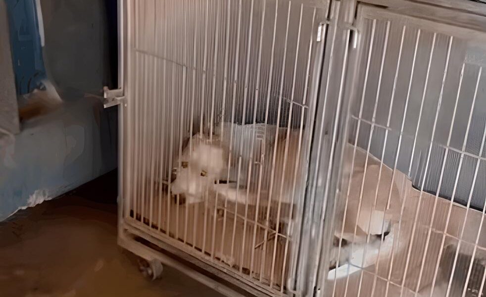 O Grito Silencioso dos Animais Den ncias de Precariedade no DPBEA Expostas e Promessas de Mudan a