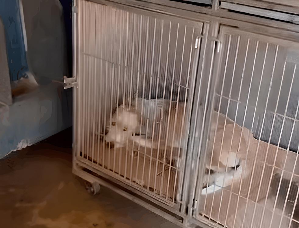 O Grito Silencioso dos Animais: Denúncias de Precariedade no DPBEA Expostas e Promessas de Mudança 1