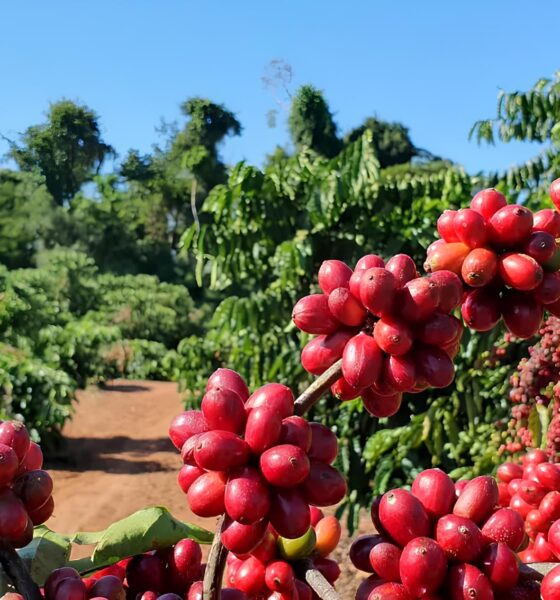 O Que Está Por Trás da Queda do Café? O Impacto no Bolso do Consumidor e no Futuro do Agronegócio 2 O Que Est Por Tr s da Queda do Caf O Impacto no Bolso do Consumidor e no Futuro do Agroneg cio