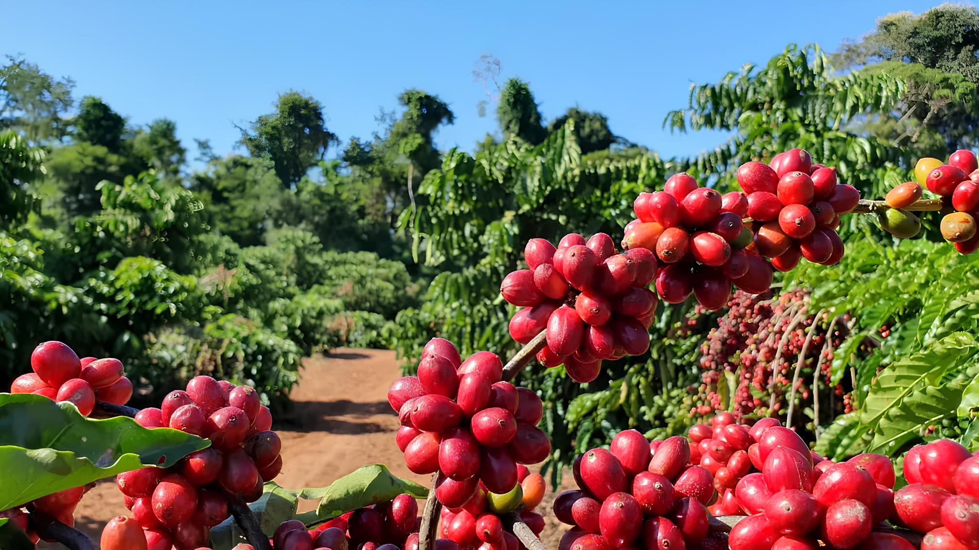 O Que Está Por Trás da Queda do Café? O Impacto no Bolso do Consumidor e no Futuro do Agronegócio 1 O Que Est Por Tr s da Queda do Caf O Impacto no Bolso do Consumidor e no Futuro do Agroneg cio