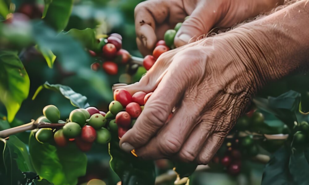 Por Que o Caf Est Derretendo na Bolsa de Valores Descubra os Segredos por Tr s da Queda Hist rica de 2025