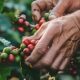 Por Que o Caf Est Derretendo na Bolsa de Valores Descubra os Segredos por Tr s da Queda Hist rica de 2025
