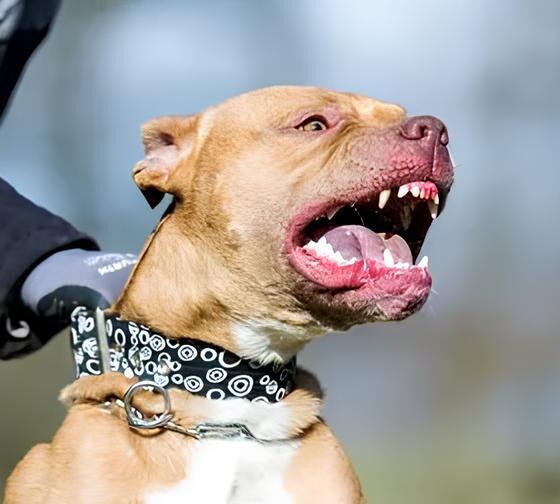 Quando o Companheiro Fiel se Torna o Maior Perigo: A Trágica História de Aldemir e Seu Pitbull 2 Quando o Companheiro Fiel se Torna o Maior Perigo A Tr gica Hist ria de Aldemir e Seu Pitbull