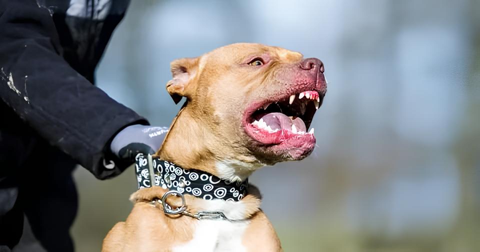 Quando o Companheiro Fiel se Torna o Maior Perigo: A Trágica História de Aldemir e Seu Pitbull 1 Quando o Companheiro Fiel se Torna o Maior Perigo A Tr gica Hist ria de Aldemir e Seu Pitbull
