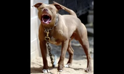 Quando o Guardi o se Torna o Predador A Tr gica Hist ria de Um Homem e Seu Pitbull em Campinas