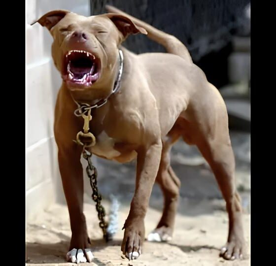 Quando o Guardi o se Torna o Predador A Tr gica Hist ria de Um Homem e Seu Pitbull em Campinas