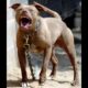 Quando o Guardi o se Torna o Predador A Tr gica Hist ria de Um Homem e Seu Pitbull em Campinas
