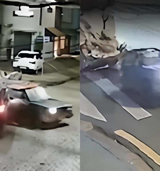 Quando o Inimaginável Acontece: Carro “Partido ao Meio” e o Motorista que Continuou Dirigindo – O Que Esse Acidente Revela Sobre Segurança no Trânsito? 2 Quando o Inimagin vel Acontece Carro Partido ao Meio e o Motorista que Continuou Dirigindo O Que Esse Acidente Revela Sobre Seguran a no Tr nsito