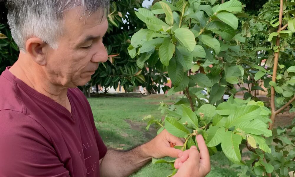 Quando o Verde Vem de Casa Como Pequenas A es Podem Mudar o Clima das Cidades