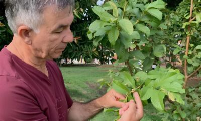Quando o Verde Vem de Casa Como Pequenas A es Podem Mudar o Clima das Cidades