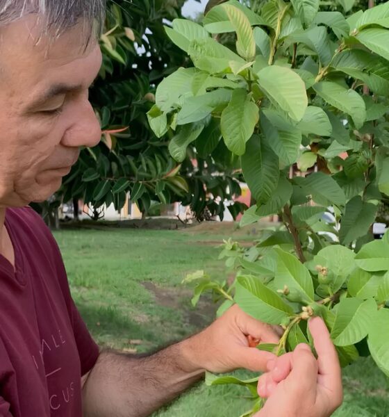 Quando o Verde Vem de Casa: Como Pequenas Ações Podem Mudar o Clima das Cidades 2 Quando o Verde Vem de Casa Como Pequenas A es Podem Mudar o Clima das Cidades