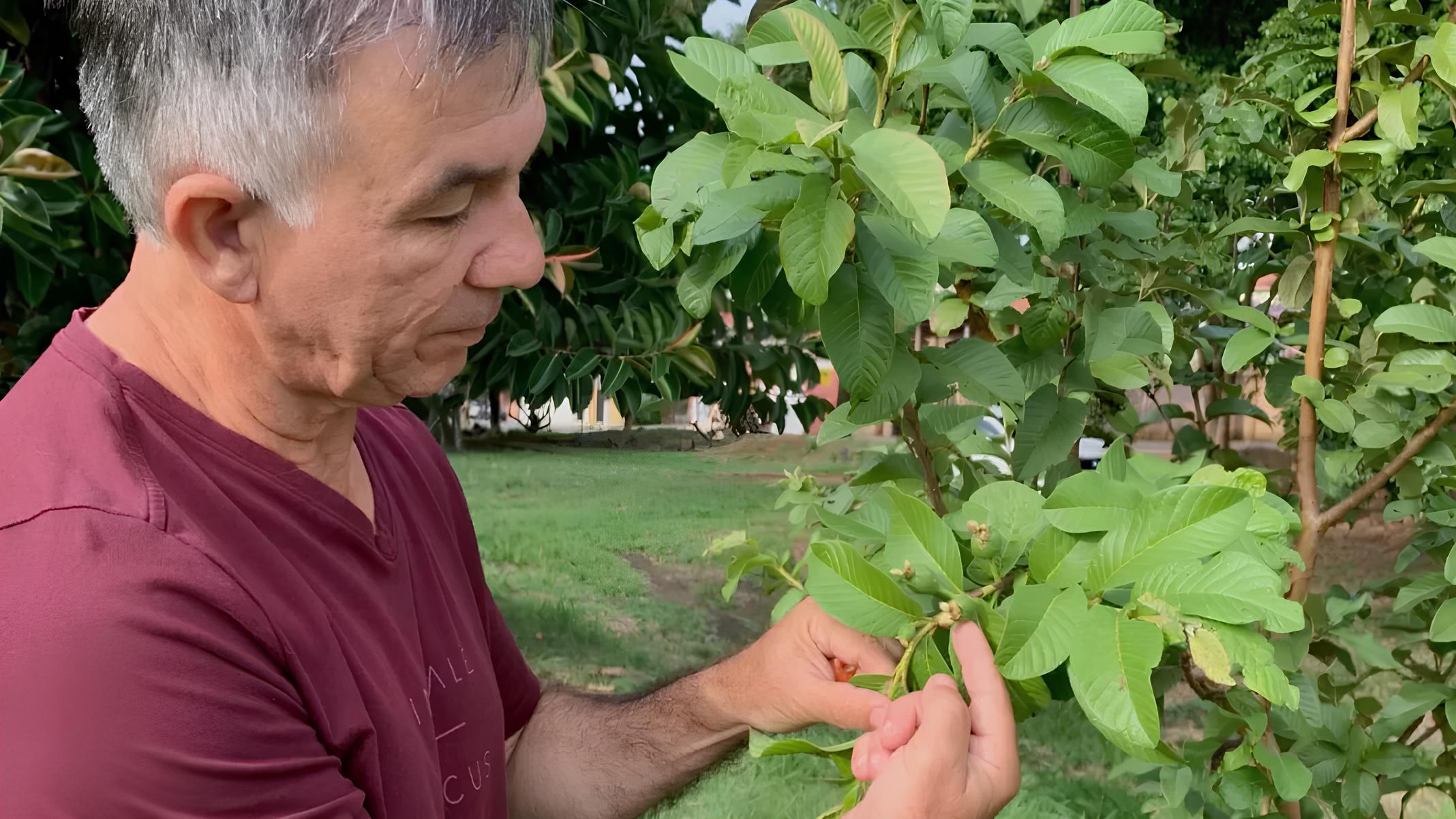 Quando o Verde Vem de Casa: Como Pequenas Ações Podem Mudar o Clima das Cidades 1 Quando o Verde Vem de Casa Como Pequenas A es Podem Mudar o Clima das Cidades