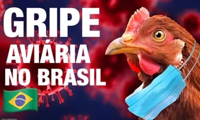 A Amea a Silenciosa Gripe Avi ria Chega ao Zool gico de Bras lia e Levanta Alerta Nacional
