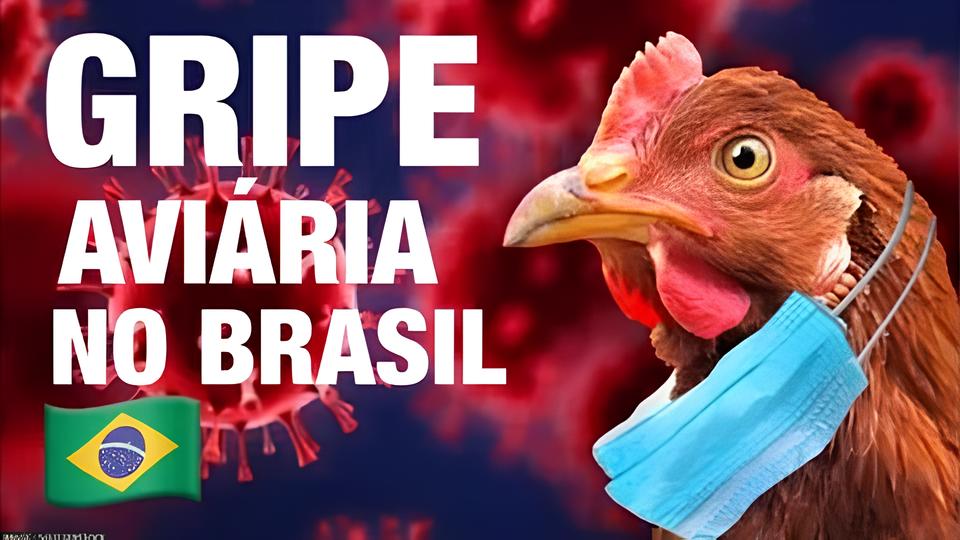 A Ameaça Silenciosa: Gripe Aviária Chega ao Zoológico de Brasília e Levanta Alerta Nacional 1 A Amea a Silenciosa Gripe Avi ria Chega ao Zool gico de Bras lia e Levanta Alerta Nacional