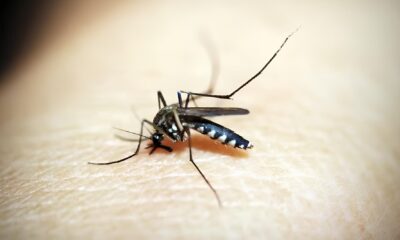 A Epidemia Invis vel Como a Dengue Est Devastando Limeira e Outras Cidades em 2025