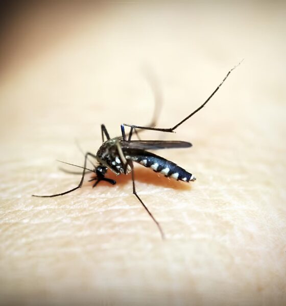 A Epidemia Invisível: Como a Dengue Está Devastando Limeira e Outras Cidades em 2025 2 A Epidemia Invis vel Como a Dengue Est Devastando Limeira e Outras Cidades em 2025