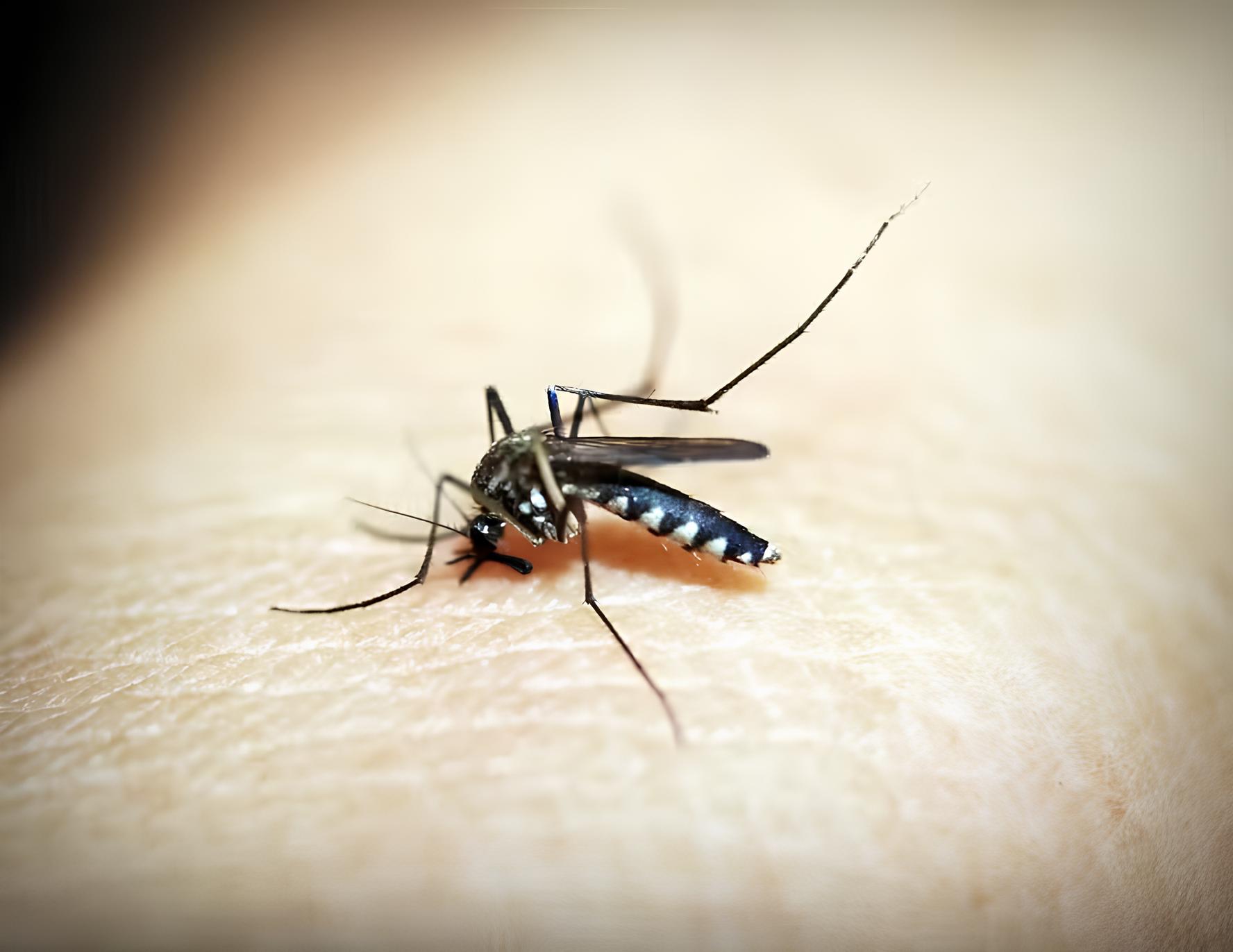A Epidemia Invisível: Como a Dengue Está Devastando Limeira e Outras Cidades em 2025 1 A Epidemia Invis vel Como a Dengue Est Devastando Limeira e Outras Cidades em 2025