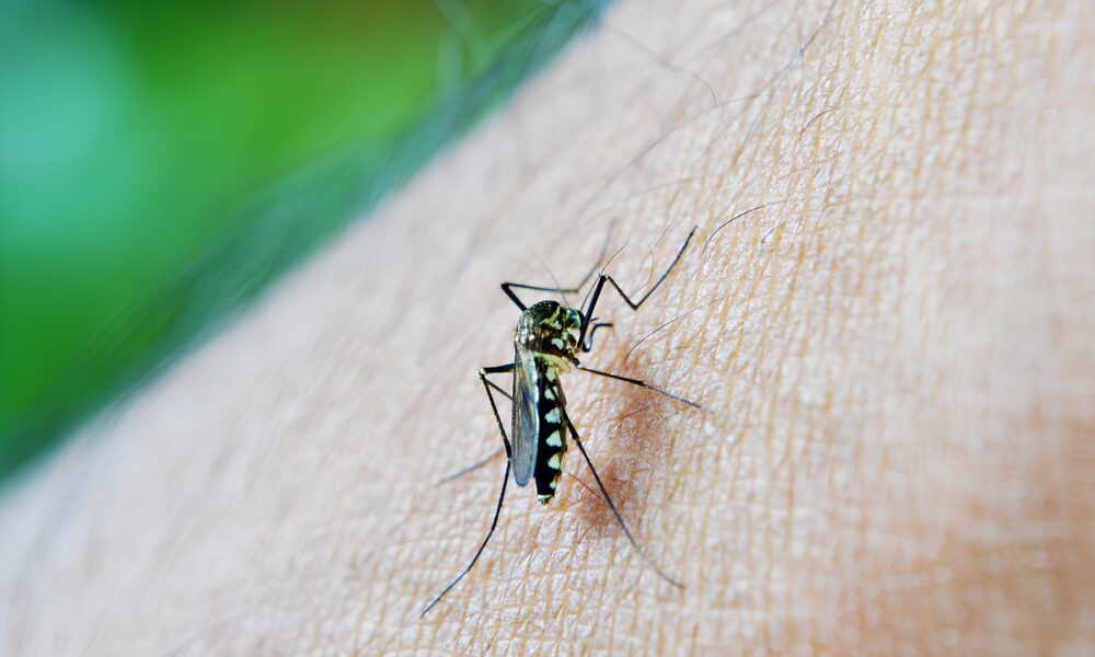 A Epidemia Que N o Sai da Sombra Campinas Confronta o Avan o Mortal da Dengue em 2025