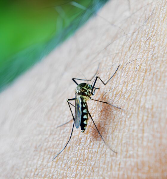 A Epidemia Que Não Sai da Sombra: Campinas Confronta o Avanço Mortal da Dengue em 2025 2 A Epidemia Que N o Sai da Sombra Campinas Confronta o Avan o Mortal da Dengue em 2025