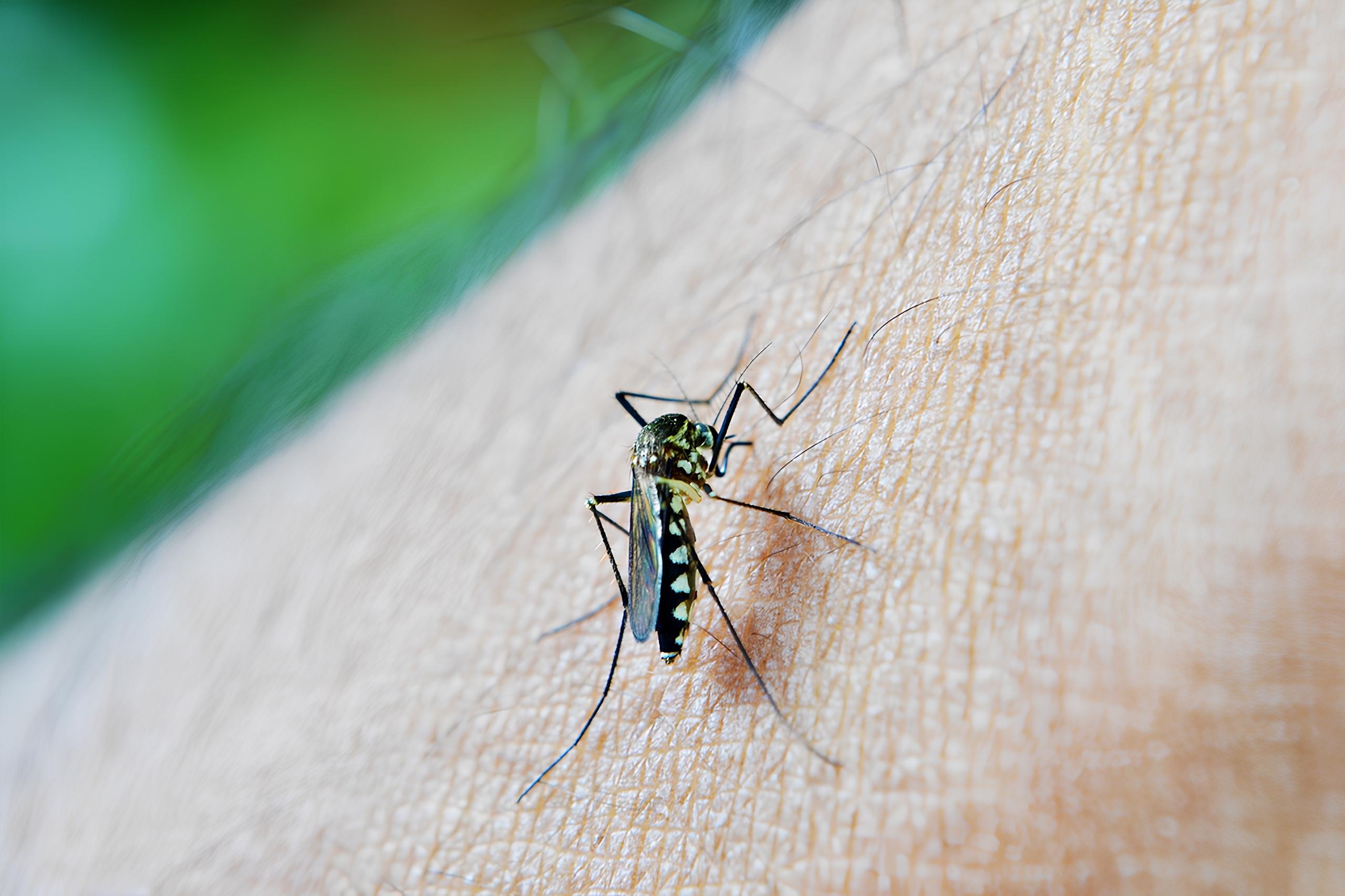 A Epidemia Que Não Sai da Sombra: Campinas Confronta o Avanço Mortal da Dengue em 2025 1 A Epidemia Que N o Sai da Sombra Campinas Confronta o Avan o Mortal da Dengue em 2025