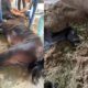 A Proibi o Que Abalou o Mercado de Nutri o Animal O Caso Nutratta e o Colapso da Confian a