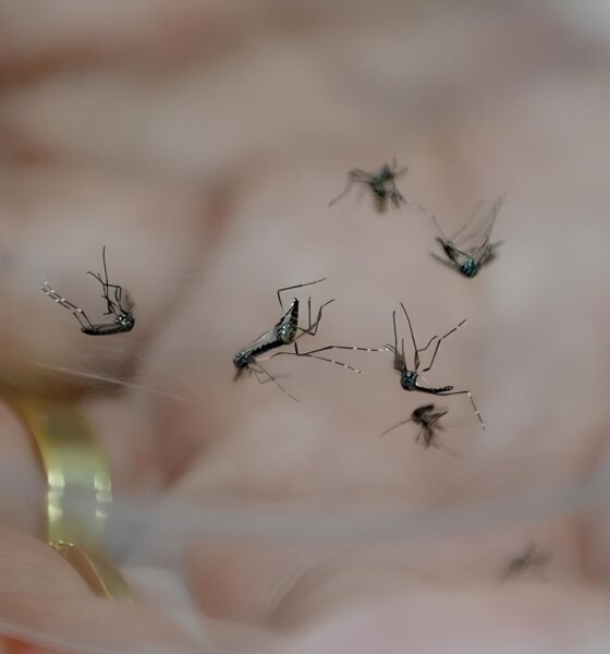 Campinas à Beira do Colapso: A Epidemia Silenciosa que Assombra a Cidade 2 Campinas Beira do Colapso A Epidemia Silenciosa que Assombra a Cidade