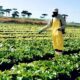O Futuro do Campo Como a Fiscaliza o de Agrot xicos Est Transformando S o Paulo em um Laborat rio Global
