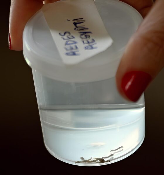 O Pesadelo Silencioso: Como a Dengue Está Tocando o Sino da Morte em Campinas em 2025 2 O Pesadelo Silencioso Como a Dengue Est Tocando o Sino da Morte em Campinas em 2025