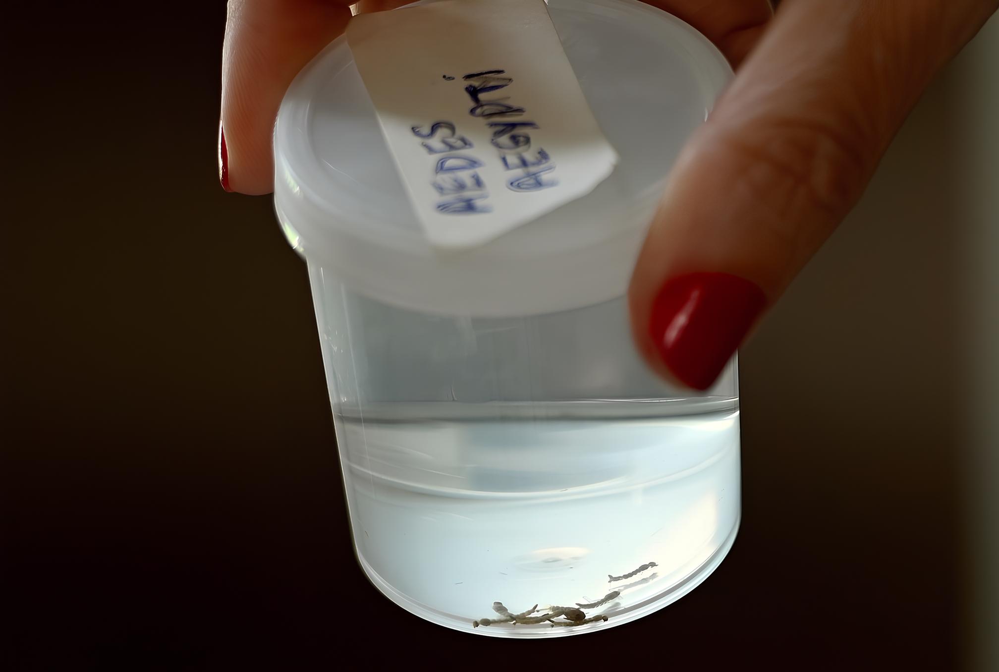 O Pesadelo Silencioso: Como a Dengue Está Tocando o Sino da Morte em Campinas em 2025 1 O Pesadelo Silencioso Como a Dengue Est Tocando o Sino da Morte em Campinas em 2025