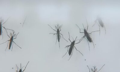 O Sil ncio Mortal da Dengue Campinas e Regi o Sob Ataque do Aedes aegypti em 2025