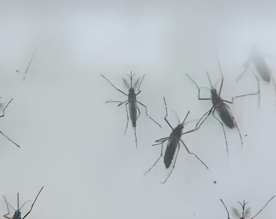 O Silêncio Mortal da Dengue: Campinas e Região Sob Ataque do Aedes aegypti em 2025 2 O Sil ncio Mortal da Dengue Campinas e Regi o Sob Ataque do Aedes aegypti em 2025
