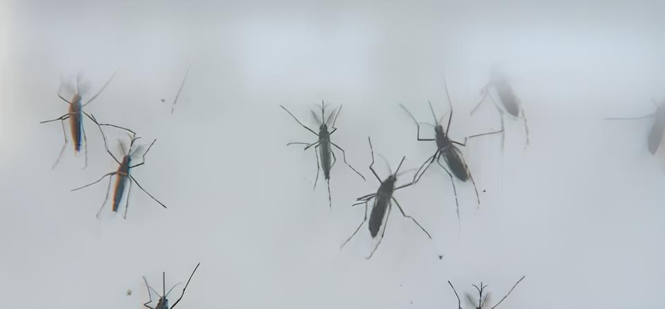 O Silêncio Mortal da Dengue: Campinas e Região Sob Ataque do Aedes aegypti em 2025 1 O Sil ncio Mortal da Dengue Campinas e Regi o Sob Ataque do Aedes aegypti em 2025