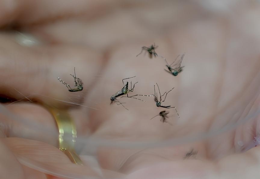 Quando a Dengue Bate Porta A Hist ria de Limeira e o Grito Silencioso por Preven o