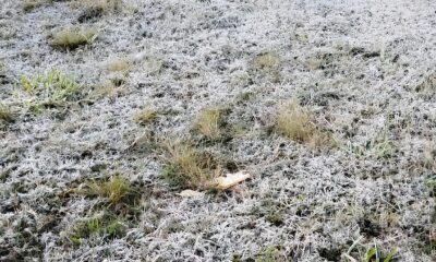 Quando o Frio Vira Perigo Como a Geada Est Mudando o Rosto da Agricultura em Campinas e Regi o