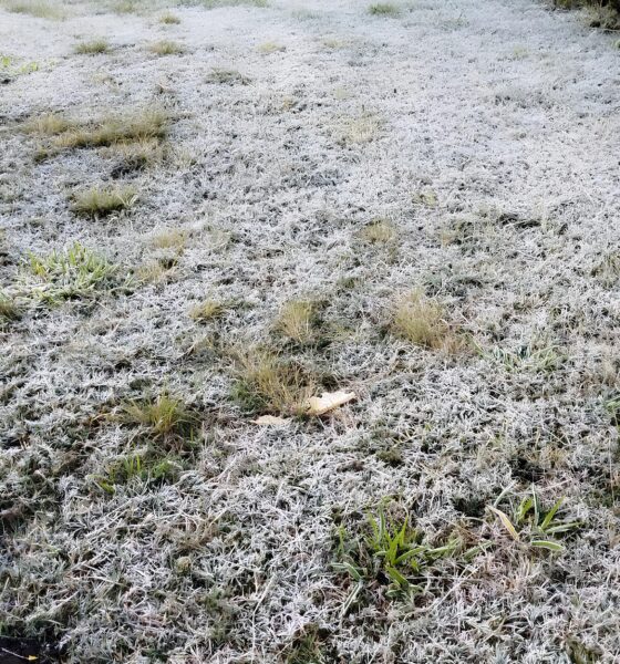 Quando o Frio Vira Perigo: Como a Geada Está Mudando o Rosto da Agricultura em Campinas e Região 2 Quando o Frio Vira Perigo Como a Geada Est Mudando o Rosto da Agricultura em Campinas e Regi o