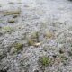 Quando o Frio Vira Perigo Como a Geada Est Mudando o Rosto da Agricultura em Campinas e Regi o