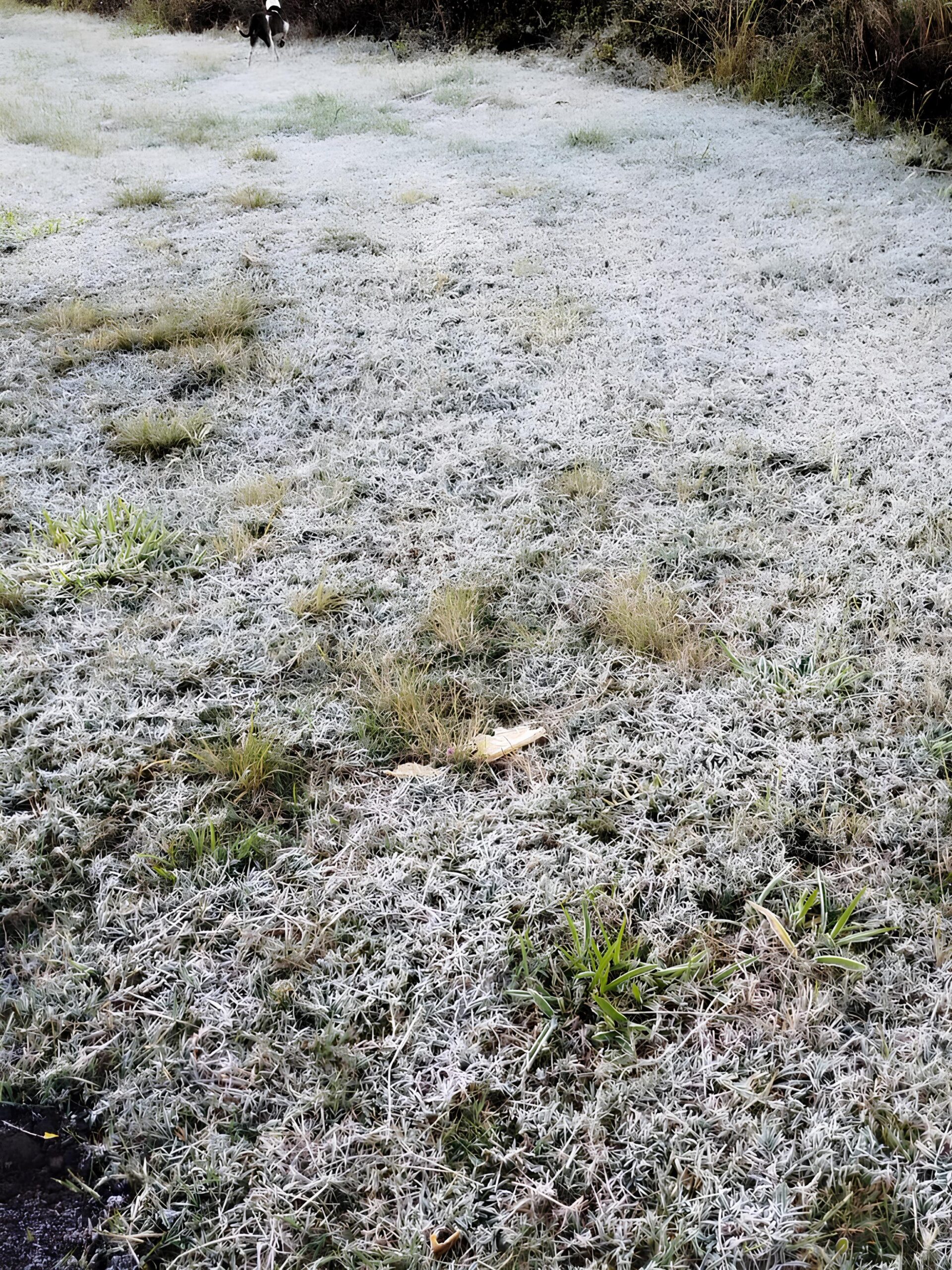 Quando o Frio Vira Perigo: Como a Geada Está Mudando o Rosto da Agricultura em Campinas e Região 1 Quando o Frio Vira Perigo Como a Geada Est Mudando o Rosto da Agricultura em Campinas e Regi o scaled