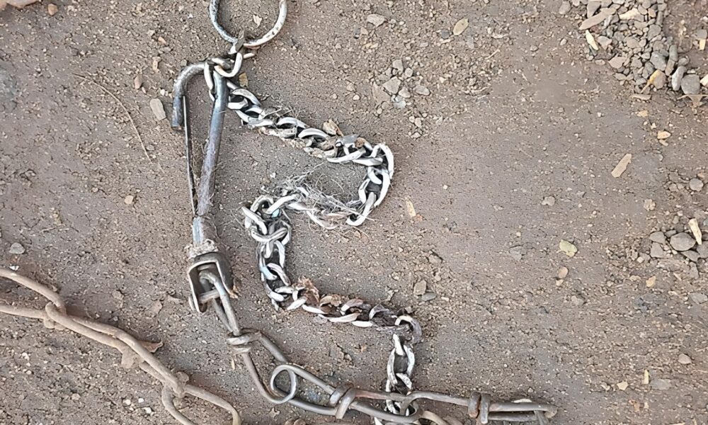 Quando o Sil ncio Fala O Resgate de um C o em Cordeir polis e a Luta Contra os Maus Tratos