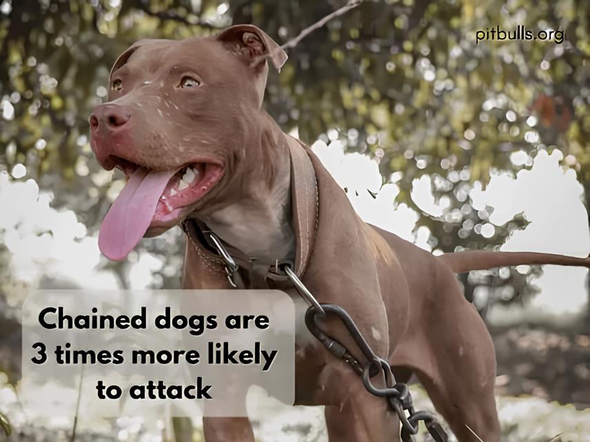 Quando um Cão se Torna um Predador: O Caso do Ataque Fatal em Limeira e o Debate Sobre Segurança e Responsabilidade 1 Quando um C o se Torna um Predador O Caso do Ataque Fatal em Limeira e o Debate Sobre Seguran a e Responsabilidade