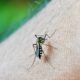19 Bairros de Campinas em Alerta para Dengue Uma Batalha Silenciosa Contra o Aedes aegypti