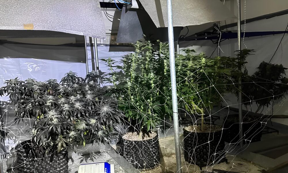 A Casa das Sombras Verdes Como um Homem Transformou seu Lar em uma Opera o Clandestina de Maconha