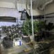 A Casa das Sombras Verdes Como um Homem Transformou seu Lar em uma Opera o Clandestina de Maconha