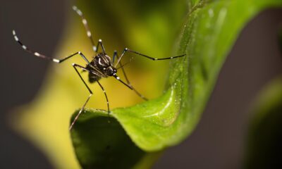 A Epidemia Silenciosa Como 16 Cidades da Regi o de Campinas J Superaram Casos de Dengue de Todo o Ano Anterior E Por Que Isso Deveria Preocupar Voc