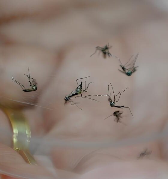A Epidemia Silenciosa Como a Dengue Est Transformando Vidas e Cidades em Sumar Monte Mor e Al m