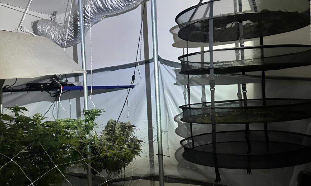 A Estufa do Crime Como um Caso de Plantio de Maconha em Campinas Revelou uma Opera o Clandestina Profissional