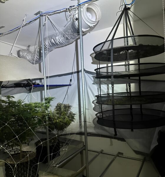 A Estufa do Crime: Como um Caso de Plantio de Maconha em Campinas Revelou uma Operação Clandestina Profissional 2 A Estufa do Crime Como um Caso de Plantio de Maconha em Campinas Revelou uma Opera o Clandestina Profissional