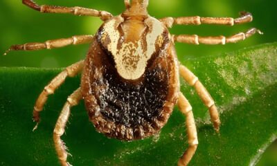 A Febre Maculosa em Piracicaba A Primeira Morte de 2025 e o Alerta para um Perigo Silencioso