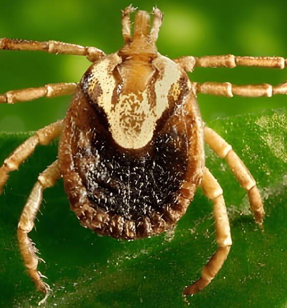 A Febre Maculosa em Piracicaba A Primeira Morte de 2025 e o Alerta para um Perigo Silencioso