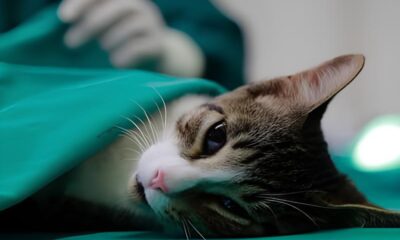 C es e Gatos de Limeira T m uma Chance nica Mutir o de Castra o Promete Transformar Vidas Humildes e Animais
